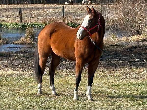 bay-overo-breeding-double-registered-horse