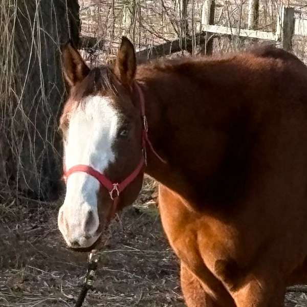 overo-breeding-double-registered-horse