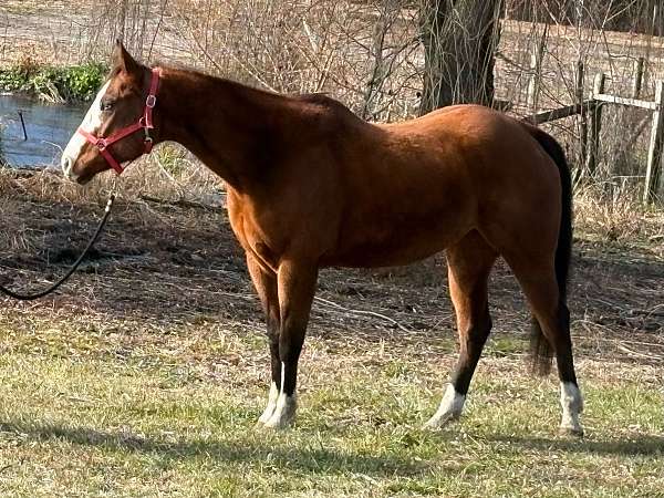 breeding-double-registered-broodmare