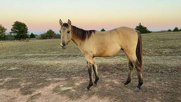 quarter-horse-colt