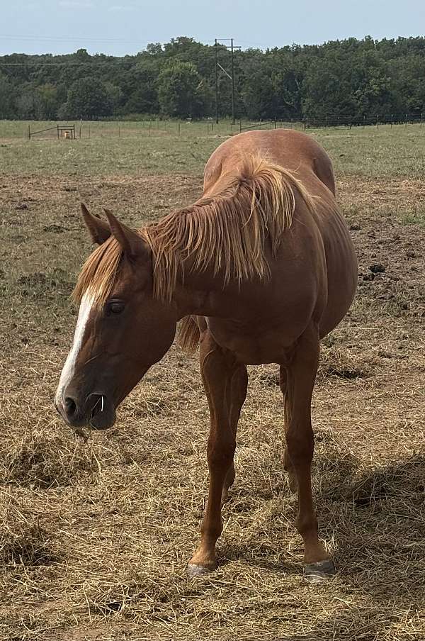 quarter-horse-filly