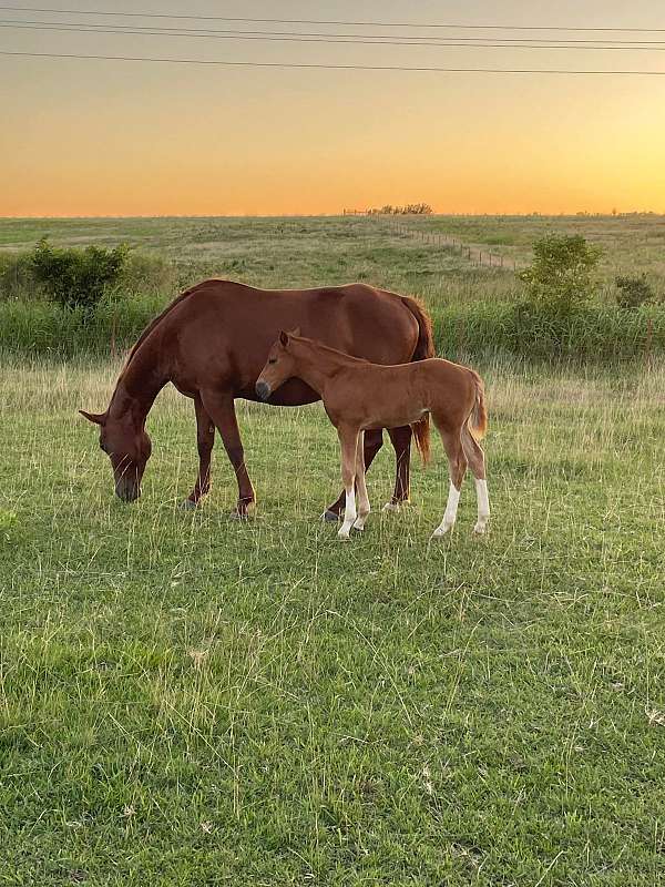 black-sorrel-broodmare-foal-for-sale