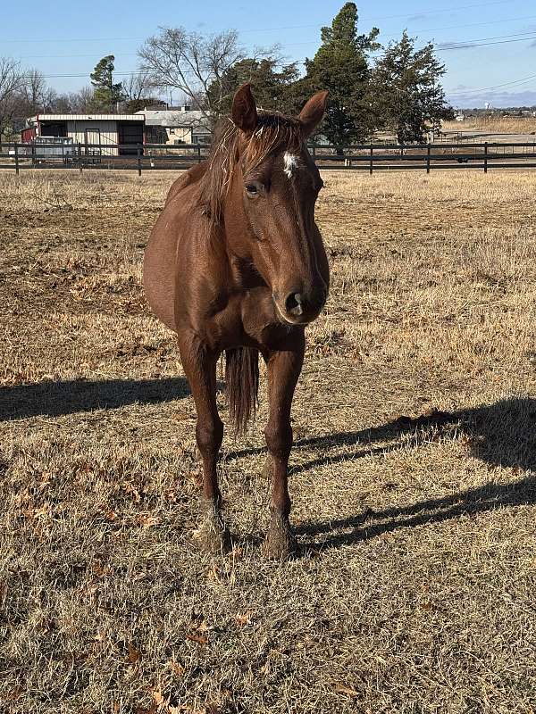 broodmare-sorrel-quarter-horse