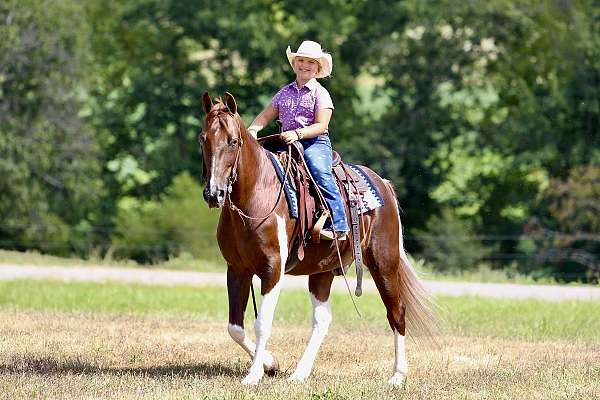 overo-chestnut-white-horse