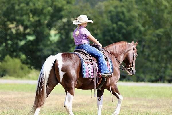 all-around-spotted-saddle-horse