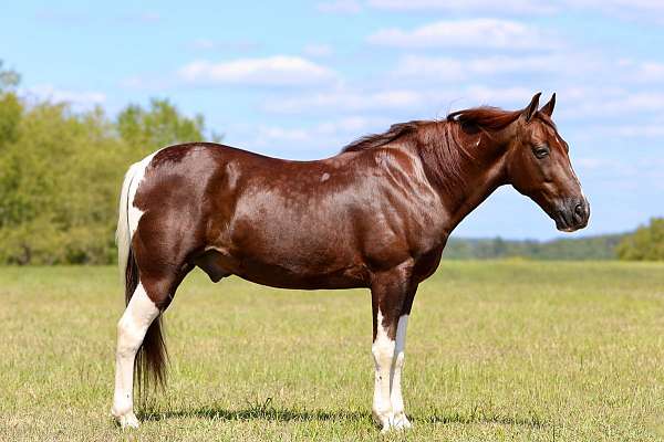 cowboy-mounted-shooting-spotted-saddle-horse