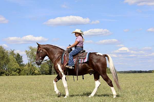 driving-spotted-saddle-horse