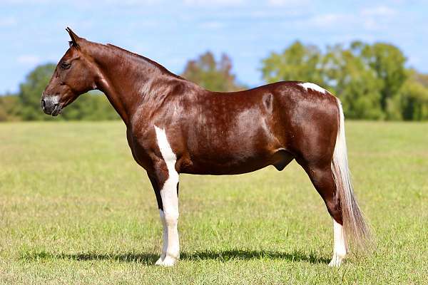 endurance-spotted-saddle-horse