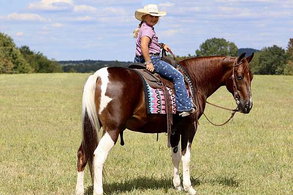 field-hunter-spotted-saddle-horse