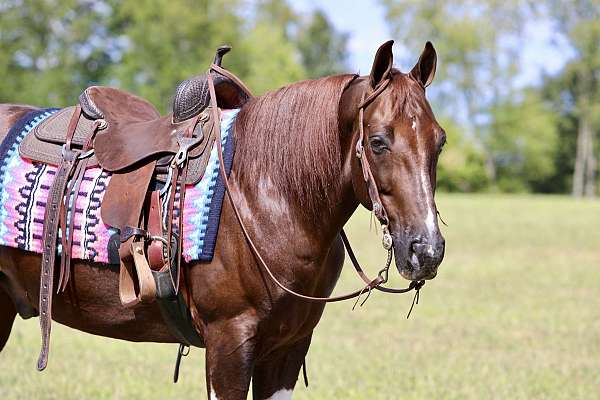 field-trial-spotted-saddle-horse