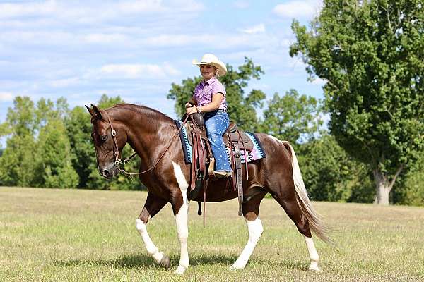 finished-spotted-saddle-horse