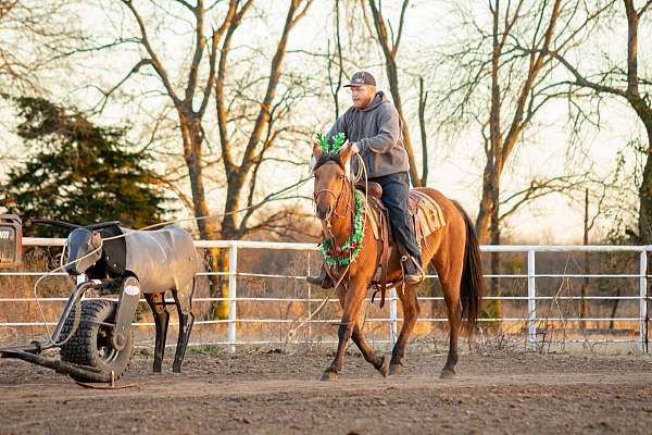 registered-quarter-horse