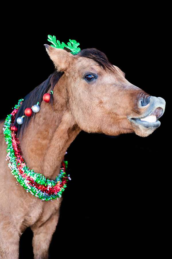 gentle-quarter-horse