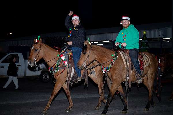 broke-quarter-horse