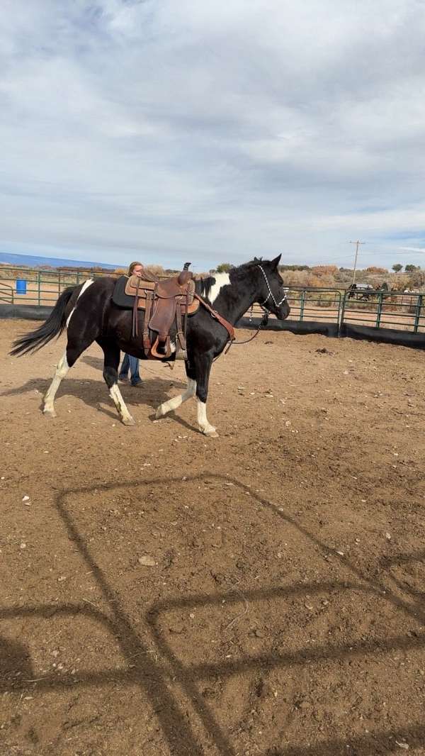 buckskin-draft-paint-filly