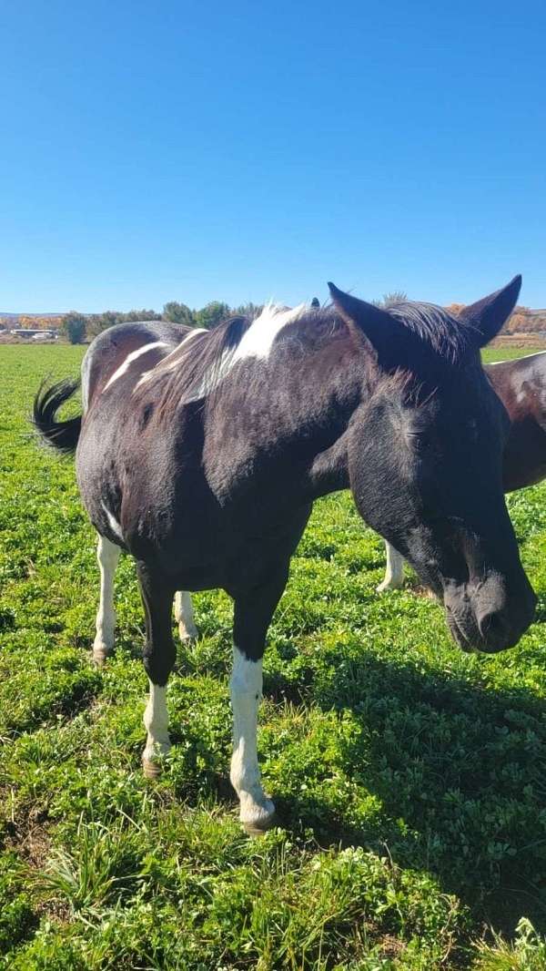 homozygous-draft-paint-horse