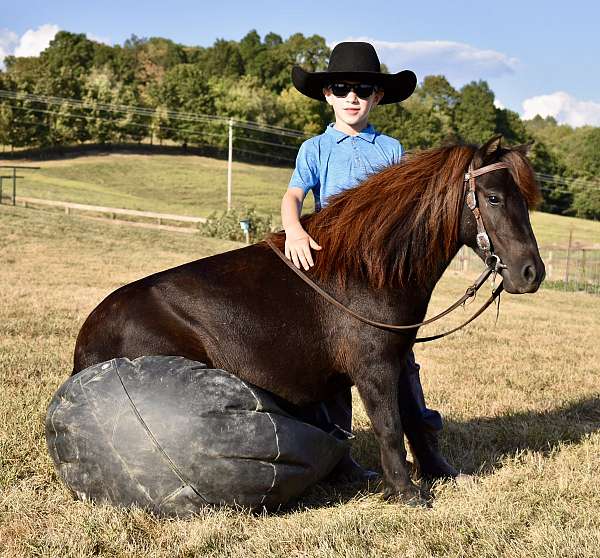 brown-finished-pony