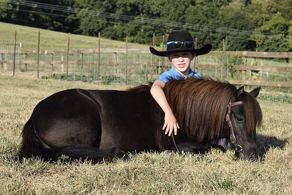 brown-team-driving-pony
