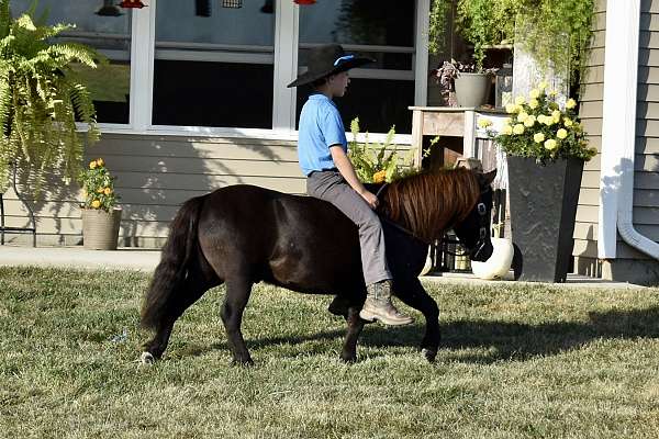 brown-therapy-pony
