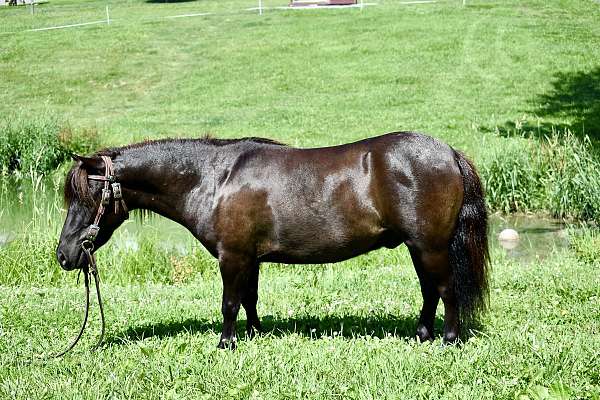miniature-pony