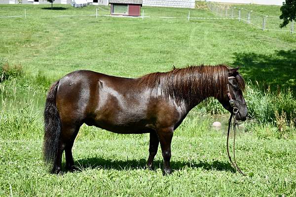 kid-safe-miniature-pony