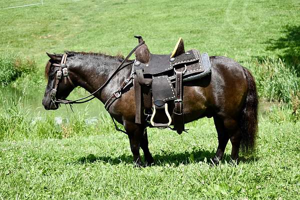 trick-trained-miniature-pony