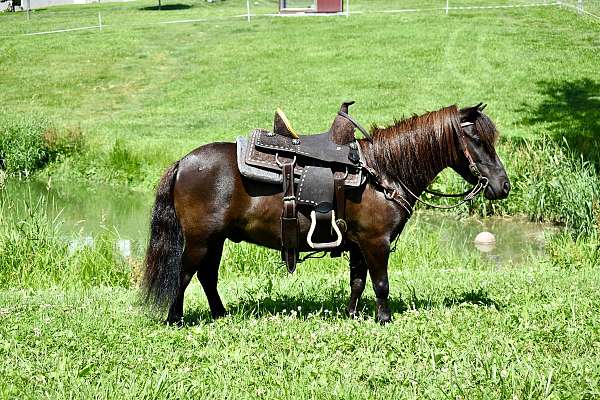 driving-pony-miniature