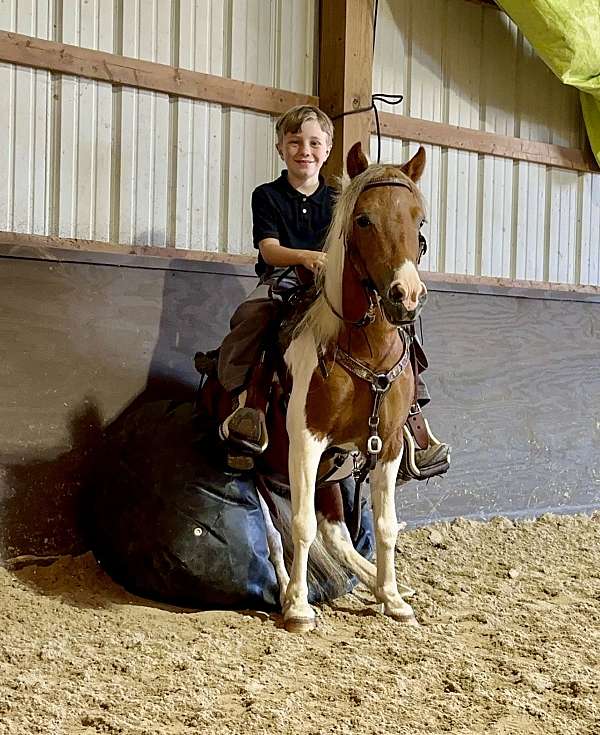 english-pony-gelding