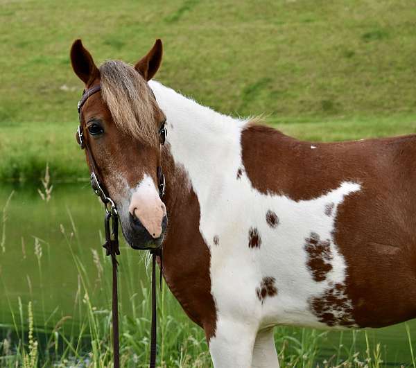 pinto-western-ridin-pony