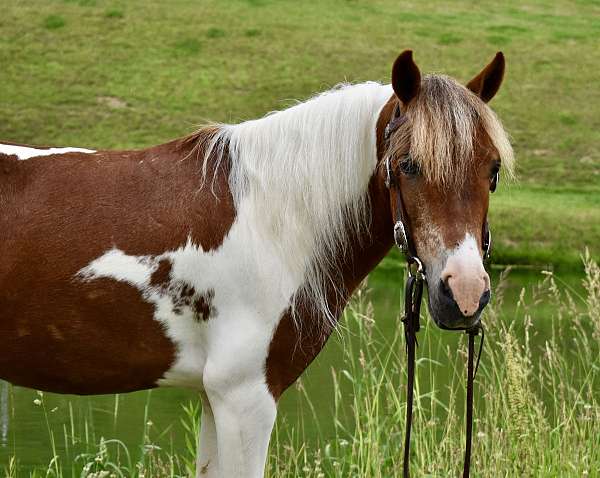 miniature-pony