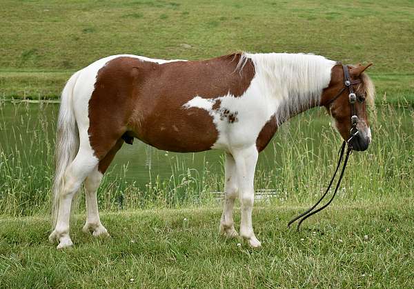 kid-safe-pony
