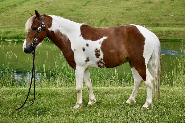 trick-trained-pony