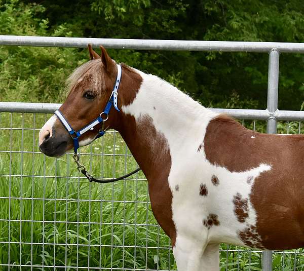 pony