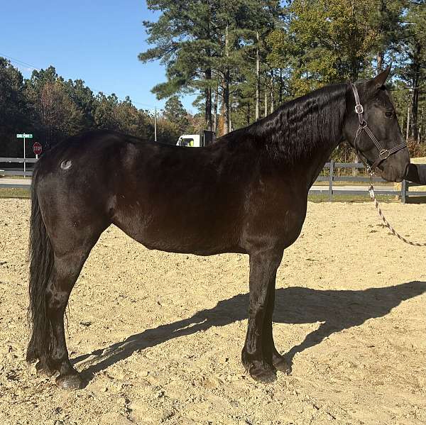 good-transitions-horse
