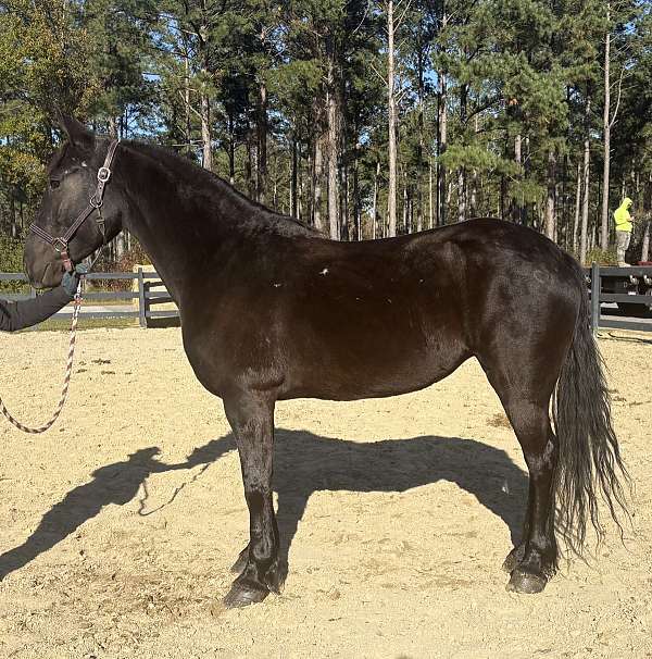 big-trot-mare