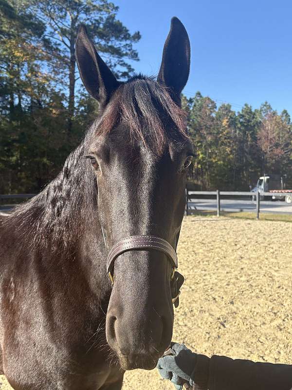 good-transitions-mare