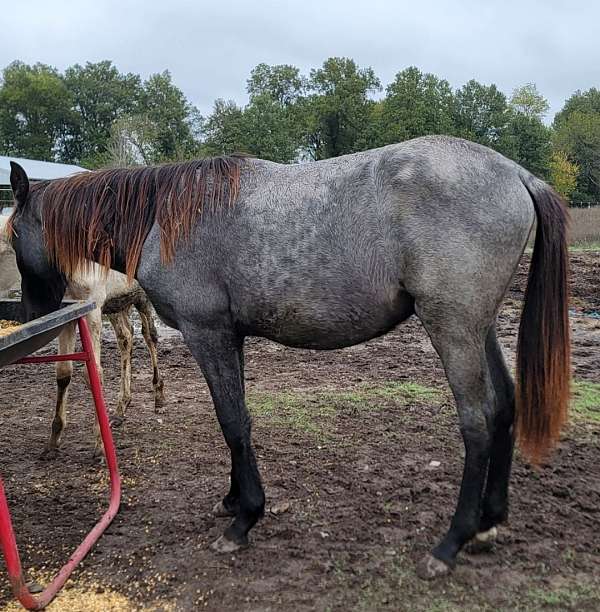blue-roan-roan-twhbea-gelding