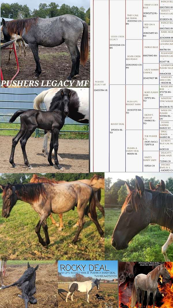 expecting-tennessee-walking-horse