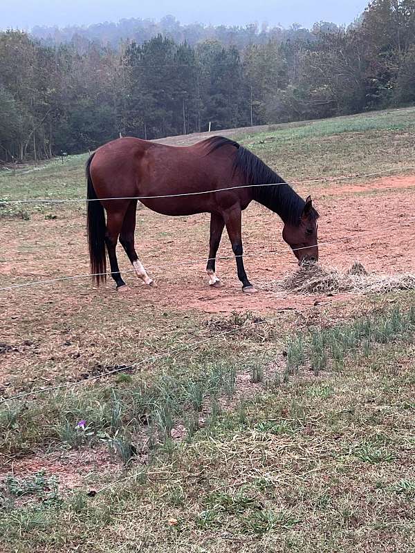 quarter-horse-for-sale