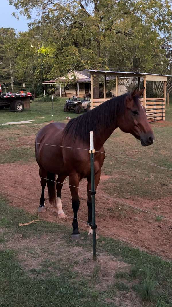 quarter-horse