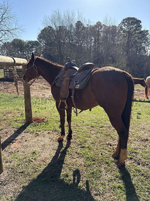 quarter-horse-mare