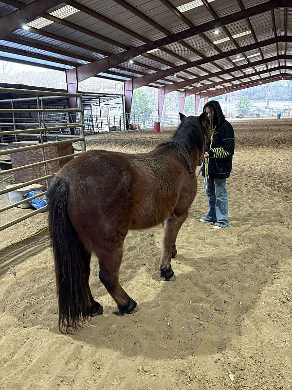12-hand-bay-roan-pony
