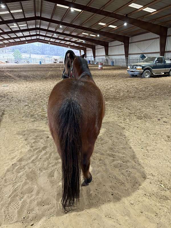 all-around-quarter-pony