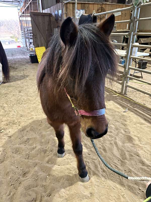 barrels-quarter-pony