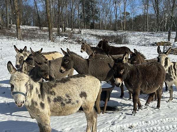 all-around-donkey