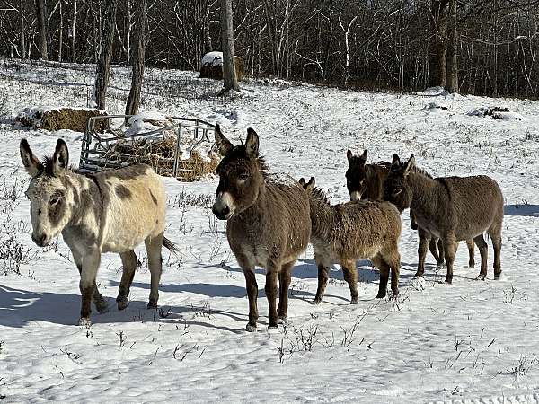 beginner-donkey