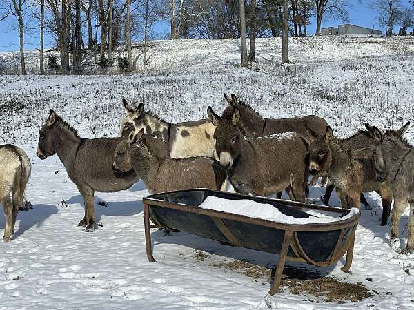 working-donkey