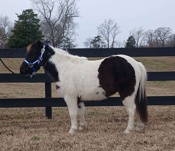 tobiano-pony-gelding