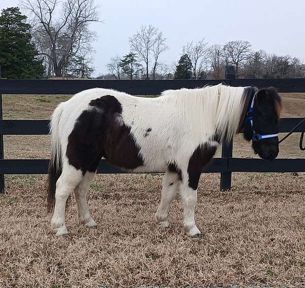 tobiano-gelding-for-sale
