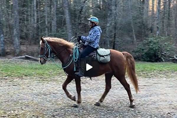 red-dun-rocky-mountain-gelding